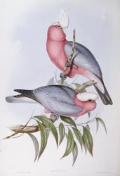 Violetnek lori (Eos squamata), gravure door John Gould