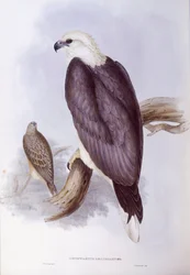 Witbuikzeearend (Haliaeetus leucogaster), gravure door John Gould