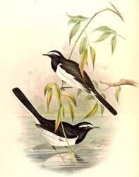 Witte Wagtail (Grote Bonte Wagtail) Motacilla maderaspatensis Gmelin