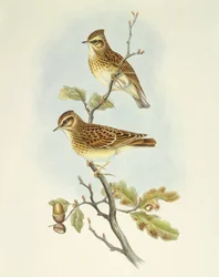 Boomleeuwerik (Lullula arborea), gravure door John Gould