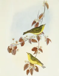 Fluiter (Phylloscopus sibilatrix), gravure door John Gould