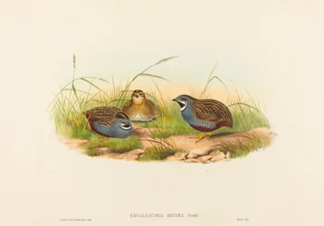 Excalftoria minima (Blauwborstkwartel)