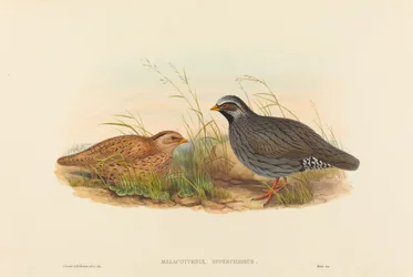 Malacoturnix superciliosus (Bergkwartel)
