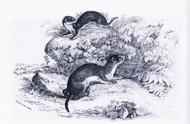 Studies van dassen, Natuur in Groot-Brittannië uitgegeven door Collins