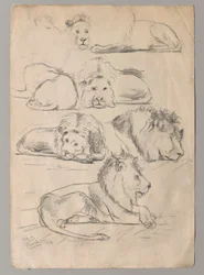 Studies van leeuwen