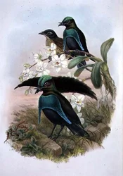 Lophornina - Super Paradijsvogel