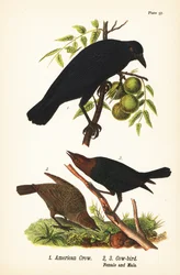 Amerikaanse kraai, Corvus brachyrhynchos 1, en bruinkopkoevogel, Molothrus ater, vrouwtje 2, en mannetje 3