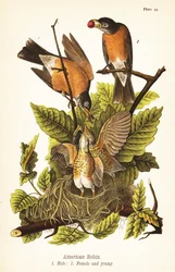 Amerikaanse roodborst, Turdus migratorius, mannetje 1, vrouwtje 2 en jongen in nest