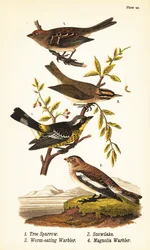 Amerikaanse boomgors, Spizelloides arborea 1, sneeuwgors, Plectrophenax nivalis 2, wormetende zanger, Helmitheros vermivorum 3, en magnoliazanger, Setophaga magnolia 4
