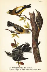 Avondgrosbeak, Coccothraustes vespertinus 1,2, bruine boomkruiper, Certhia americana 3, en zwart-witte zanger, Mniotilta varia 4