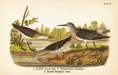 Grotere gele poten, Tringa melanoleuca 1, halfpalmstrandloper, Calidris pusilla 2, en gevlekte strandloper, Actitis macularius 3