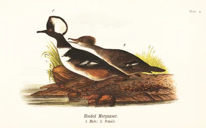 Kapmeeuw, Lophodytes cucullatus, mannetje 1, vrouwtje 2