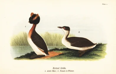Kuifduiker, Podiceps auritus, volwassen mannetje en vrouwtje in winterkleed