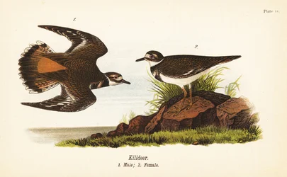 Killdeer, Charadrius vociferus, mannetje 1, vrouwtje 2