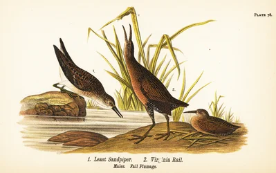 Kleine strandloper, Calidris minutilla 1 en Virginia-ral, Rallus limicola 2