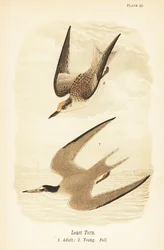 Dwergstern, Sternula antillarum, volwassen en jong in herfstkleed
