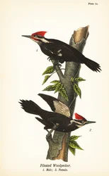 Helmspecht, Dryocopus pileatus, mannetje 1, vrouwtje 2