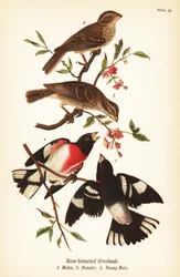 Roodborstgors, Pheucticus ludovicianus