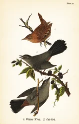 Winterkoning, Troglodytes hiemalis 1, en grijze katvogel, Dumetella carolinensis katvogel 2