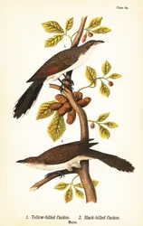 Geelsnavelkoekoek, Coccyzus americanus 1, en zwartsnavelkoekoek, Coccyzus erythropthalmus 2, mannetjes