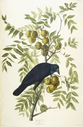 Amerikaanse Kraai, 1833