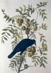 Amerikaanse kraai, uit Birds of America