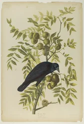 Amerikaanse Kraai, gedrukt door Julien Bien en uitgegeven door Roe Lockwood & Son, 1861