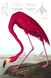Amerikaanse Flamingo, Phoenicopterus Ruber, uit 