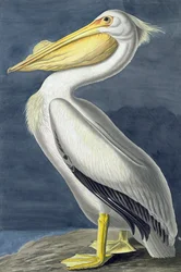 Amerikaanse witte pelikaan, Pelecanus Erythrorhynchos, uit "The Birds of America" door John J. Audubon, uitgegeven 1827-38
