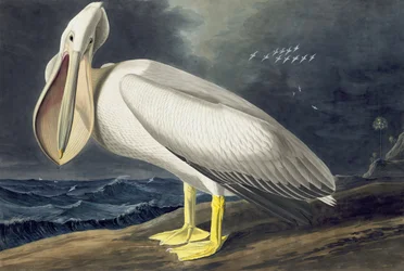 Amerikaanse witte pelikaan, Pelecanus Erythrorhynchos, uit "The Birds of America" door John J. Audubon, uitgegeven 1827-38