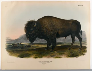 Amerikaanse bizon of buffel