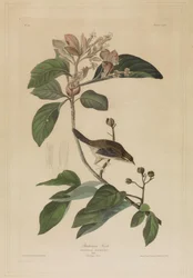 Bachmans vink