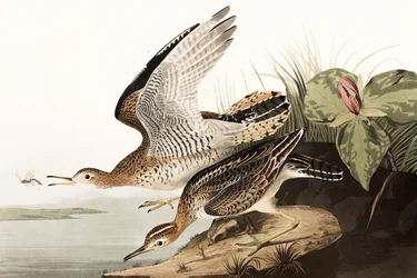 Bartram Strandloper, Bartramia Longicauda, uit "De Vogels van Amerika" door John J. Audubon, pub. 1827-38