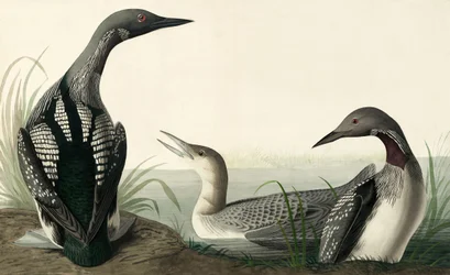 Zwartkeelduiker, Colymbus Arcticus, uit "The Birds of America" door John J. Audubon, pub. 1827-38