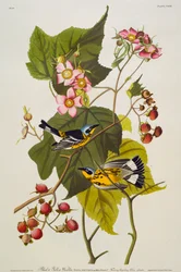 Zwart en gele zanger. Magnolia zanger