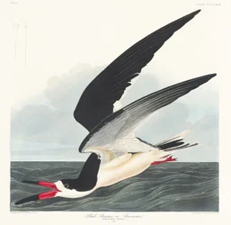 Zwarte schaarbek uit Birds of America (1827)