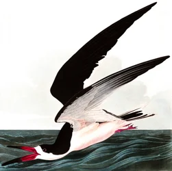 Zwarte schaarbek of pijlstormvogel, Rhincops nigra, uit "The Birds of America" van John J. Audubon, gepubliceerd 1827-38
