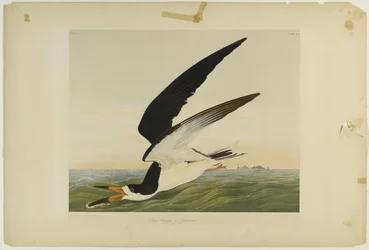 Zwarte schaarbek of pijlstormvogel, gedrukt door Julien Bien en uitgegeven door Roe Lockwood & Son, 1861