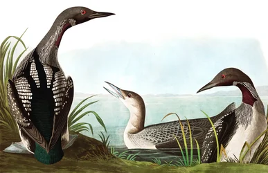 Zwartkeelduiker, Colymbus Arcticus, uit 