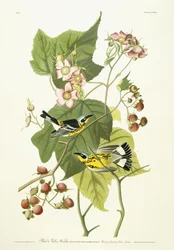 Zwarte en gele zanger en bloeiende framboos, c.1826-1838