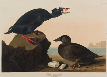 Zwarte zee-eend of brilduiker, 1836