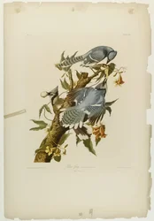 Blauwe Gaai, gedrukt door Julien Bien en uitgegeven door Roe Lockwood & Son, 1861