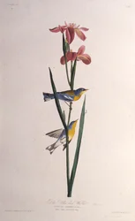 Blauw Geelrugzanger. Uit The Birds of America, 1827-1838