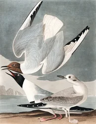 Bonapartische Meeuw, Larus Bonapartii, uit "De Vogels van Amerika" door John J. Audubon, pub. 1827-38