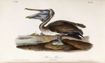 Bruine pelikaan
