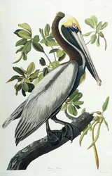 Bruine Pelikaan, 1835