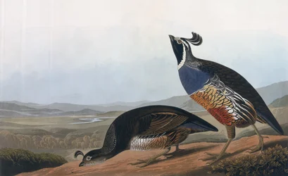 Californische patrijs, uit 