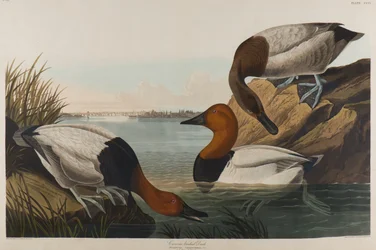 Canvasrug Eend, 1836