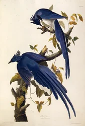Columbia Jay Garrulus ultramarinus. Uit The Birds of America, 1827-1838
