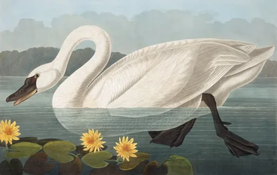 Gewone Amerikaanse Zwaan, Cygnus Americanus, uit "The Birds of America" door John J. Audubon, pub. 1827-38